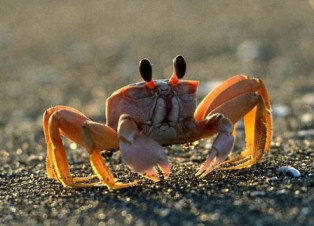 fiddler-crab