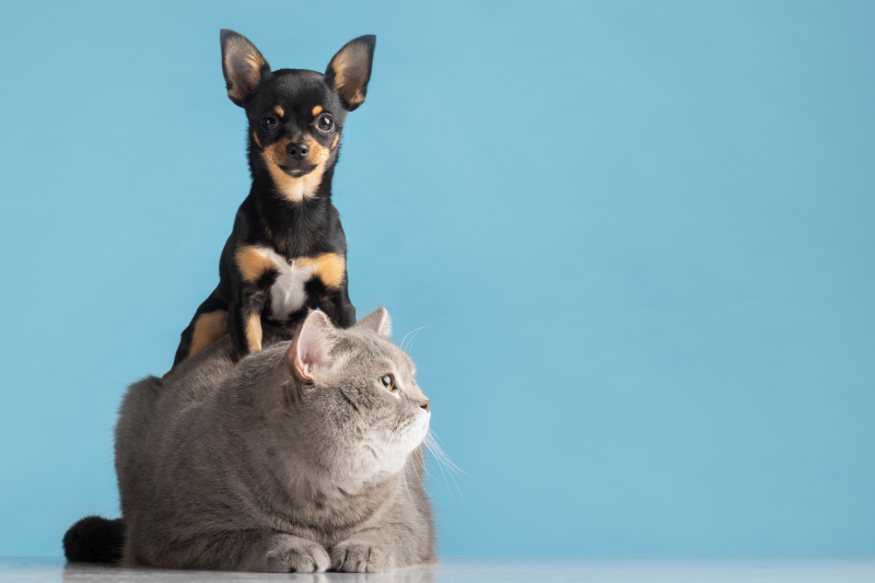 Cats and Dogs