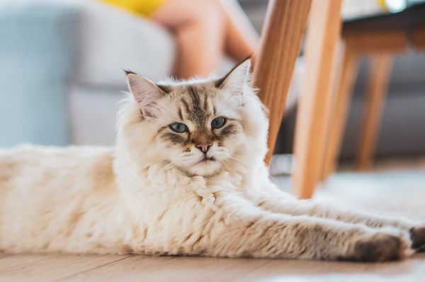 Ragdoll Cats