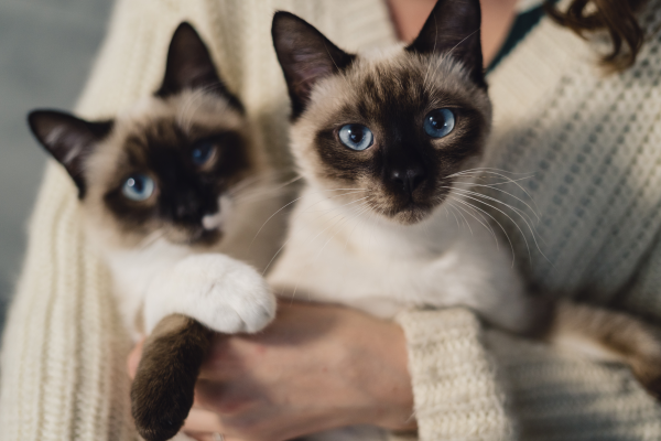 Siamese Cats